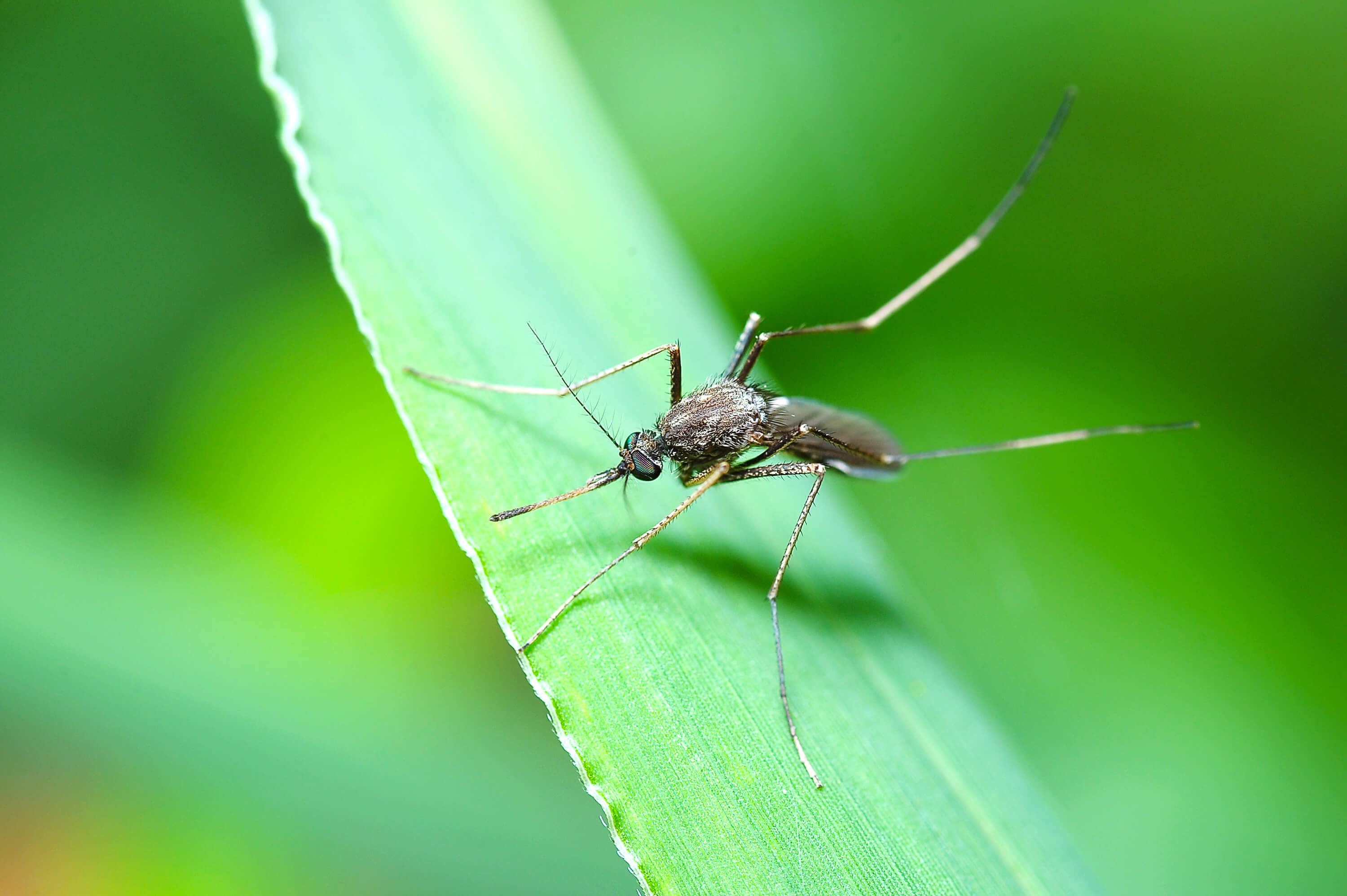 Cosa puoi fare per difenderti dalle zanzare
