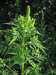 Ordinanza Prevenzione Allergopatie da  Ambrosia 